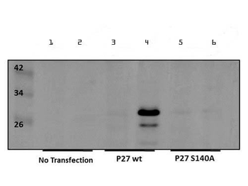 CDKN1B Antibody