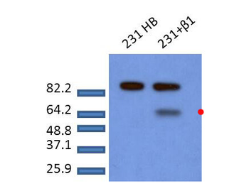 SMAD2 phospho S465/phospho S467 Antibody