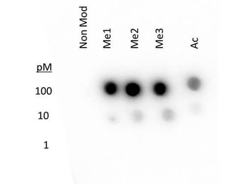Histone H3 K27 methyl Antibody