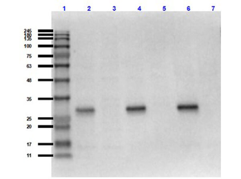 mCherry Antibody Pre-Adsorbed