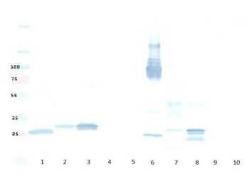 mCherry Antibody Pre-Adsorbed