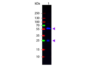 Biotin Antibody Fluorescein Conjugated