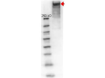KLH Antibody Fluorescein Conjugated