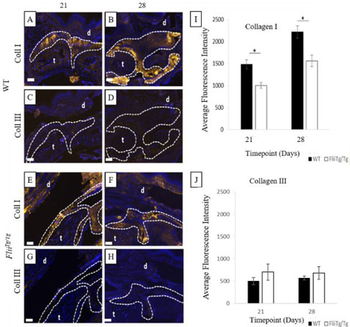 Collagen Type III Antibody Peroxidase Conjugated