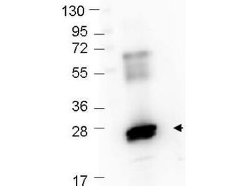 GST Antibody Peroxidase Conjugated