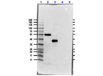 DYKDDDDK Tag (Anti-FLAG) Antibody Peroxidase Conjugated