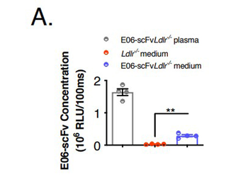 KLH Antibody Alkaline Phosphatase Conjugated