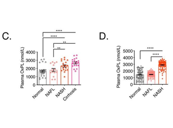 KLH Antibody Alkaline Phosphatase Conjugated