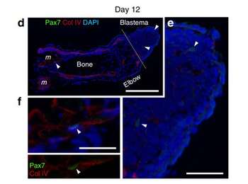 Collagen Type IV Antibody Biotin Conjugated