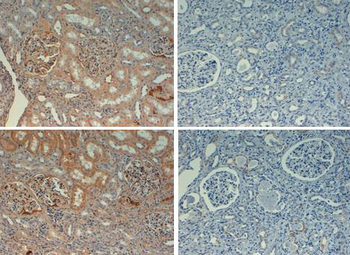 FN1 Antibody (Biotin)
