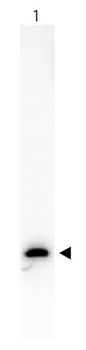 GFP Antibody Biotin Conjugated