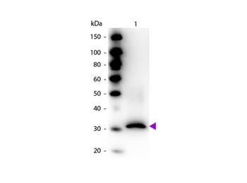 RFP Antibody Biotin Conjugated Pre-adsorbed