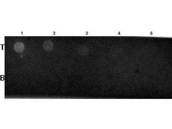 Biotin Antibody Texas Red Conjugated