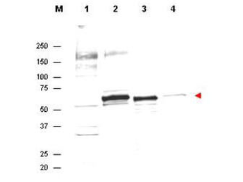 AKT1 Antibody