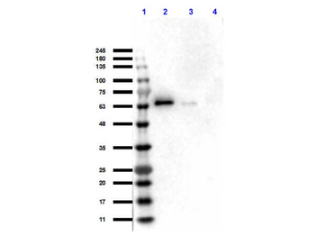AKT1 Antibody
