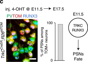 RFP Antibody