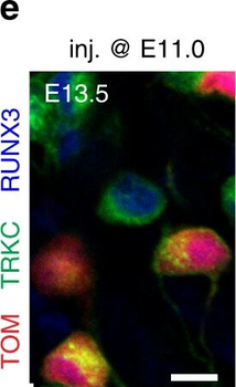 RFP Antibody