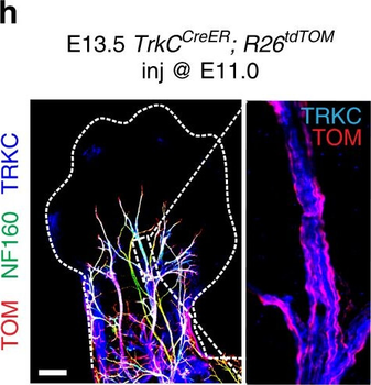RFP Antibody