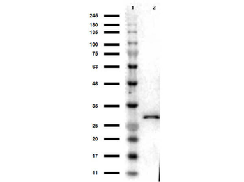 RFP Antibody