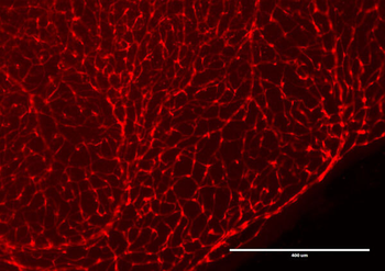 RFP Antibody Biotin Conjugated