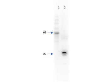 RFP Antibody Biotin Conjugated