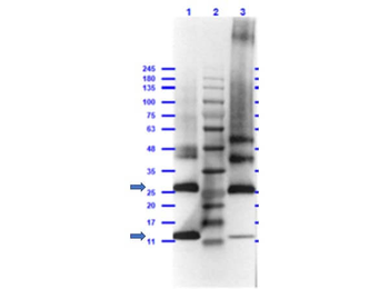 Gdf15 Antibody