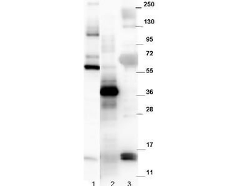 Gdf15 Antibody