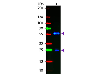 F(Ab')2 Biotin Antibody Fluorescein Conjugated