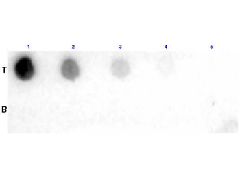 Fab Biotin Antibody
