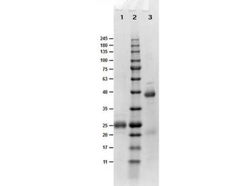 Fab Biotin Antibody