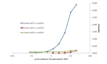 AKT1 Western Chemiluminescent Blotting Kit Antibody