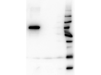 AKT1 Western Chemiluminescent Blotting Kit Antibody