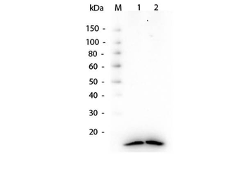 HIST1H3A Antibody