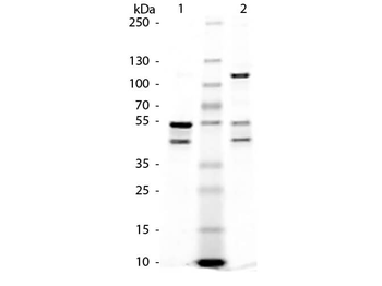 MBP Control protein
