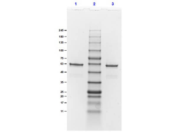 DbpA Control protein