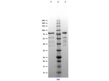 Erpd Control protein