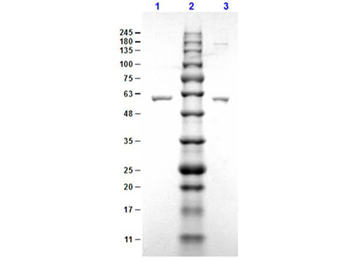 ErpN Control protein