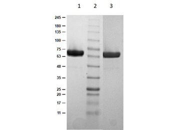 OspC Control protein