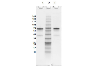 OspB Control protein