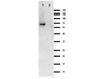 Crasp1 Control protein