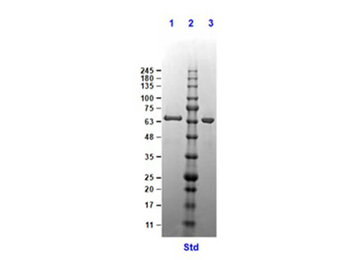 Crasp2 Control protein