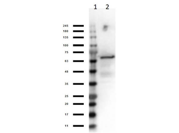 Crasp2 Control protein