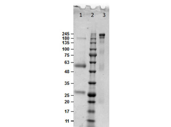 Bovine IgG Antibody