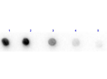 Bovine IgG F(c) Antibody