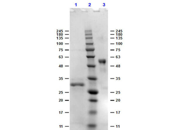 Bovine IgG F(c) Antibody