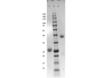 Bovine IgG Fab Antibody