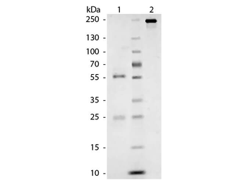 Cat IgG Antibody