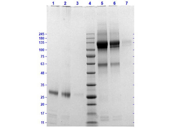 Cat IgG F(ab')2 Antibody