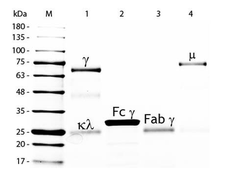 Chicken IgG Agarose Antibody