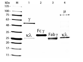 Goat IgG Peroxidase Antibody